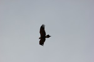 IMG_1943